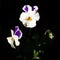 Purple and white Viola cornuta