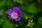 Purple and white wild forest geranium