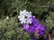 Purple and white wild verbena flowers