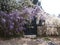 Purple and White Wisteria flowers with gate