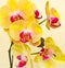 Purple, white, yellow orchid