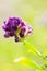 Purple wild delicate flowers in grass , ecology