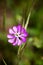 Purple wild flower background fine art in high quality prints products