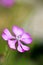 Purple wild flower background fine art in high quality prints products