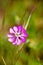 Purple wild flower background fine art in high quality prints products