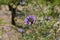 Purple wild flower, bituminaria bituminosa