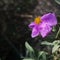 Purple wild flower, cistus albidus, in a winter sunny day