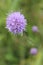 Purple Wild Flower Devil`s-bit scabious