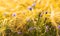 Purple wild flowers in golden wheat field