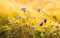 Purple wild flowers in golden wheat field