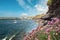 Purple wild flowers grow by the ocean on a rough stone terrain in focus. West coast of Ireland. Atlantic ocean in the background.