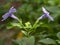 Purple Wild Flowers of Ipomoea Speice with Green Leaves