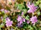 Purple wild flowers Malva sylvestris in nature