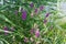 Purple wild flowers among reeds on lake shore