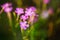 Purple Wild Forest Flower, Russian Summer Nature