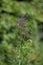 Purple Wild Growing Verbena Hastata