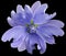 Purple wild mallow flower on the black isolated background with clipping path. Closeup. Element of design.