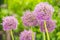 Purple wild onion blossoms