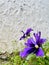 Purple wild pansy petals eaten by insects.