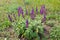 Purple wild salvia flowers