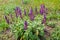 Purple wild salvia flowers