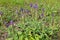 Purple wild salvia flowers