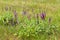 Purple wild salvia flowers