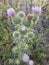 Purple wild thistle