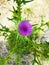 A purple wild weed flower