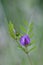 Purple wildflower, Cowichan Valley, Vancouver Island, British Columbia