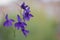 Purple wildflower, Forking larkspur, Consolida regalis
