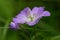 Purple wildflower with great closeup macro detail  - taken in Governor Knowles State Forest in Northern Wisconsin