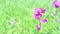 Purple wildflower with green grass and copy space