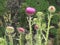 Purple wildflowers