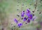 Purple wildflowers - beauty underfoot