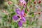 Purple wildflowers Born on stream in the forest beautiful detai