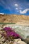 Purple Wildflowers at Bulukul Lake, Tajikistan