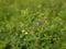 Purple wildflowers on a green meadow. Field clover. Selective focus.