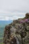 Purple wildflowers grow on a rock outcropping in Shenandoah National Park on the summit of Stony Man Mountain