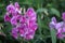 Purple Wildflowers Lathyrus Latifolius