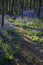 Purple Wildflowers on Path