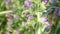 Purple wildflowers. Phacelia