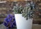 Purple wildflowers and skulent plant. in a white flower pot.close-up.