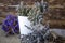 Purple wildflowers and skulent plant. in a white flower pot.close-up.