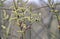 Purple willow Salix purpurea grows in nature