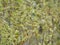 Purple willow Salix purpurea grows in nature