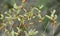 Purple willow (Salix purpurea) grows in nature