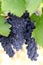 Purple wine grapes