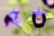 Purple wishbone flowers