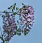 Purple Wisteria blooms against blue sky